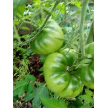 Редкие сорта томатов Изумрудный штамбовый 